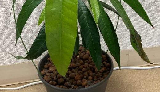 観葉植物と野菜など