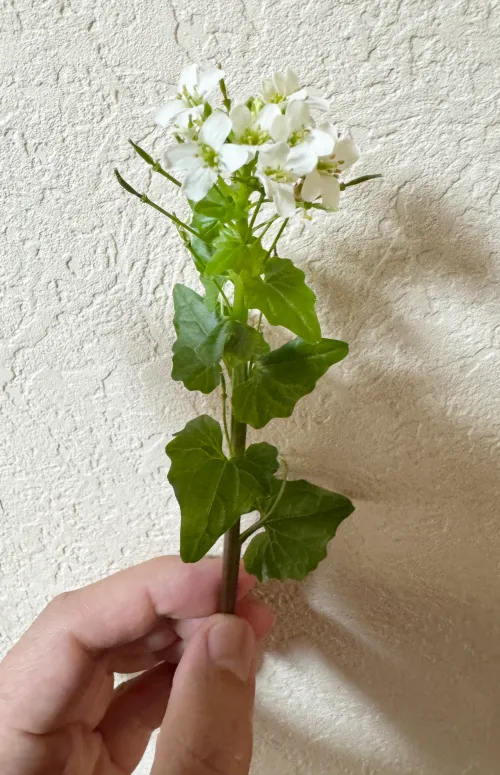 わさびの花