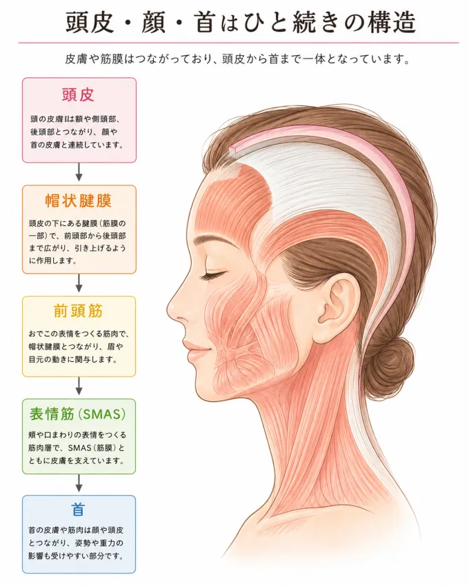 頭皮から首までのつながり（イメージ）